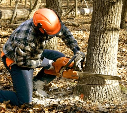 Tree Removal in Damascus, AR
